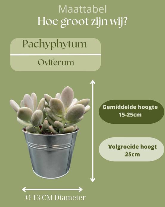 La Green Touch - Succulentes Pachyphytum Oviferum - Lot de 3 - Pot Zinc- La Green Touch - Image 4