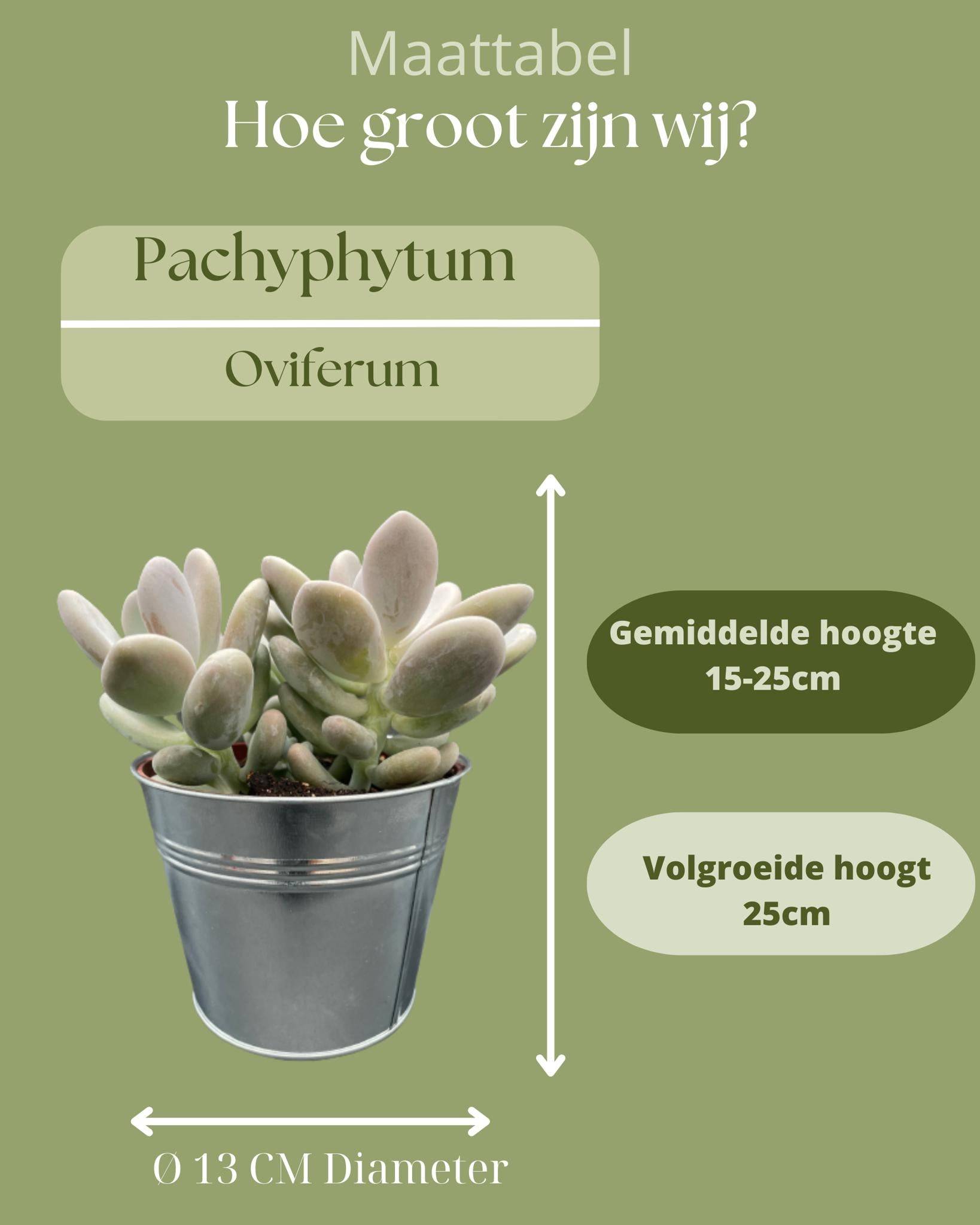La Green Touch - Succulentes Pachyphytum Oviferum - Lot de 3 - Pot Zinc- La Green Touch - Image 4