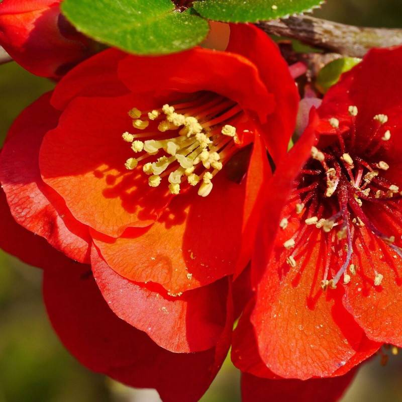 Cognassier du Japon Crimson and Gold, Chaenomeles à fleurs Rouge - feuillage Caduc - Pot de 3L - 40/60 cm-  hauteur à maturité De 3,00 m à 5,00 m - Imagen 4