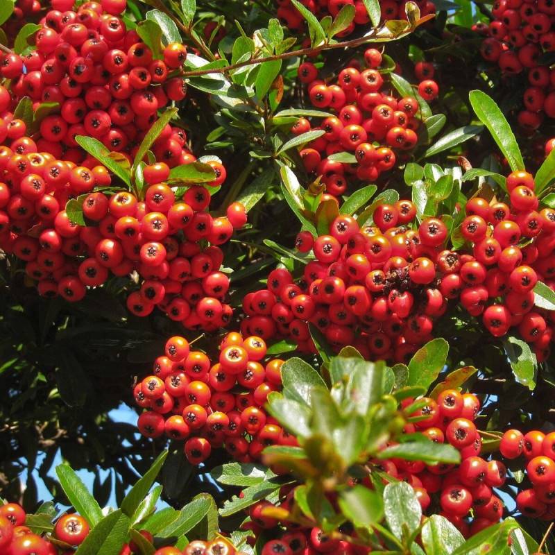 Buisson ardent Orange Glow, Pyracantha à fleurs Blanche - feuillage Persistant - Pot de 3L - 60/80 cm- hauteur à maturité De 1,50 m à 2,00 m - Image 1