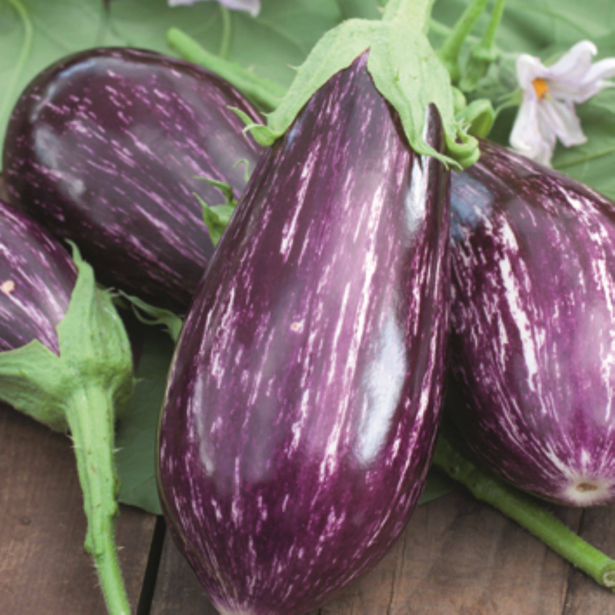 Aubergine Rania f1 pot 0,5 litre