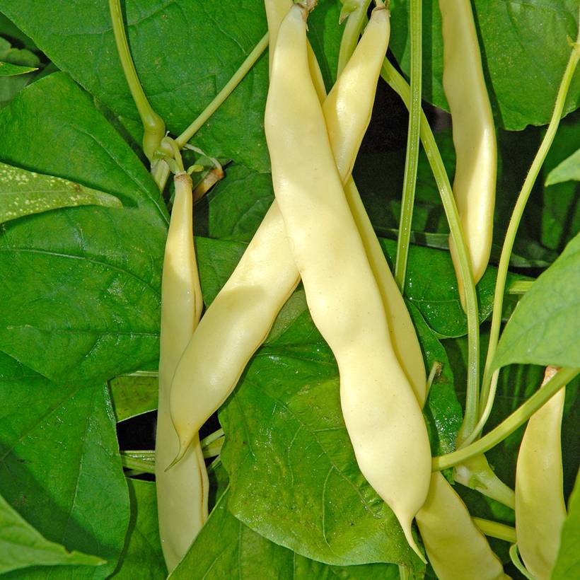 Haricot nain mangetout beurre Serpedor - Coco plat (type sabre) le sachet de 250 graines environ (90g)