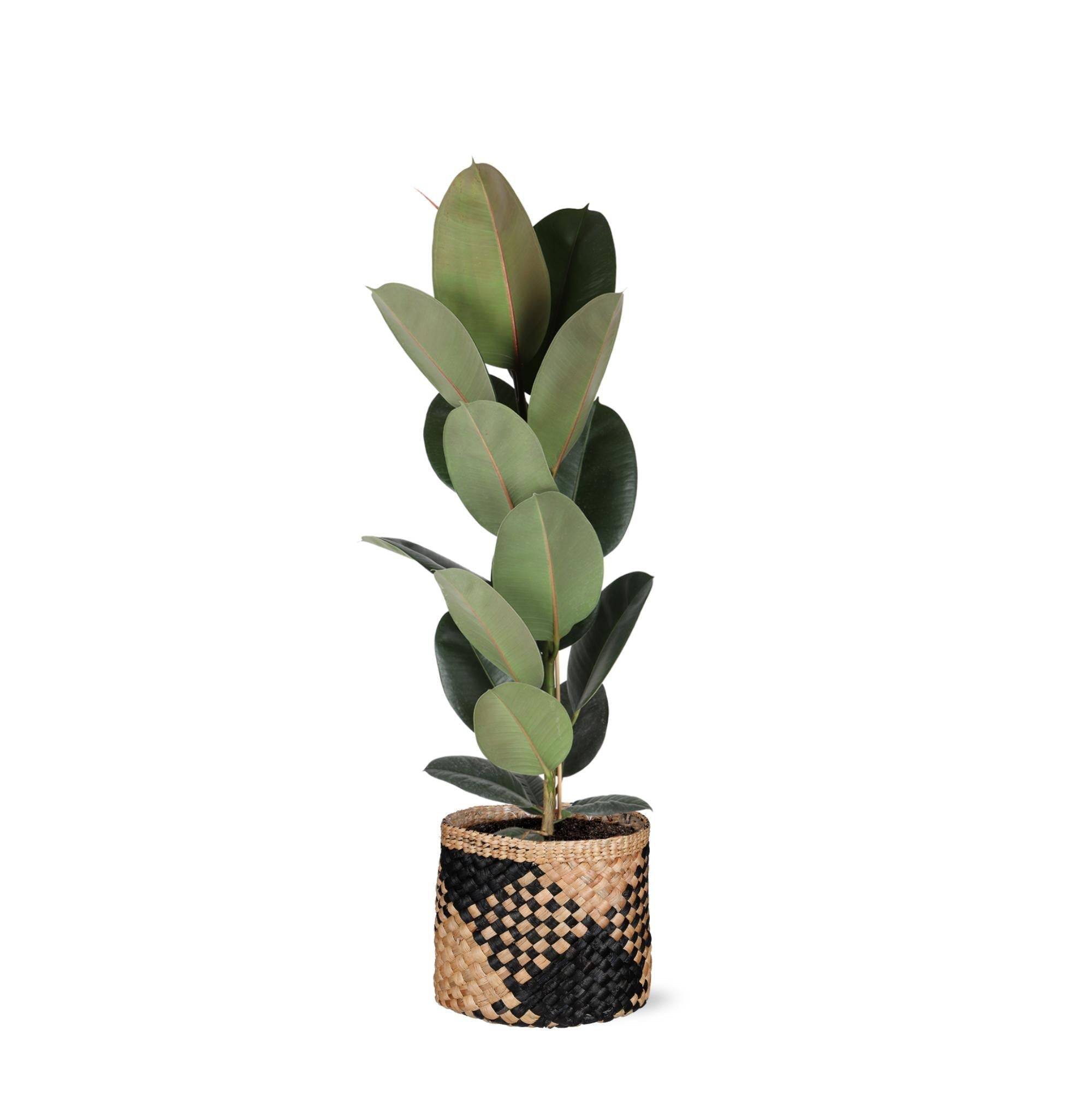 Ficus Elastica Robusta et son pot- La Green Touch Panier naturel Noir - Hauteur 90cm