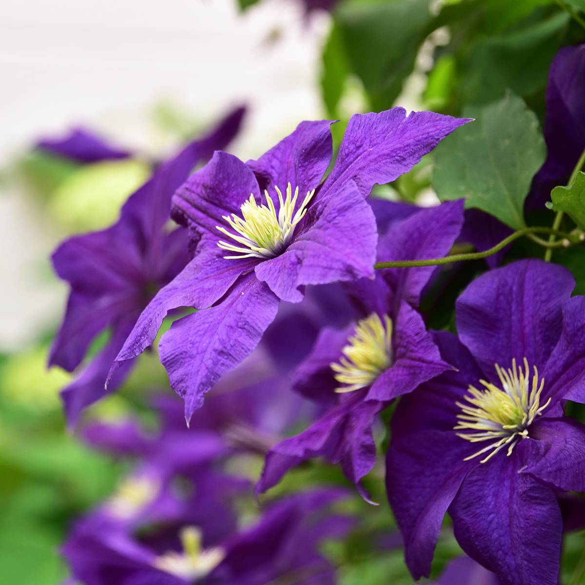 Promesse de Fleurs - Clématite - Clematis viticella Aotearoa Pot de 2L/3L