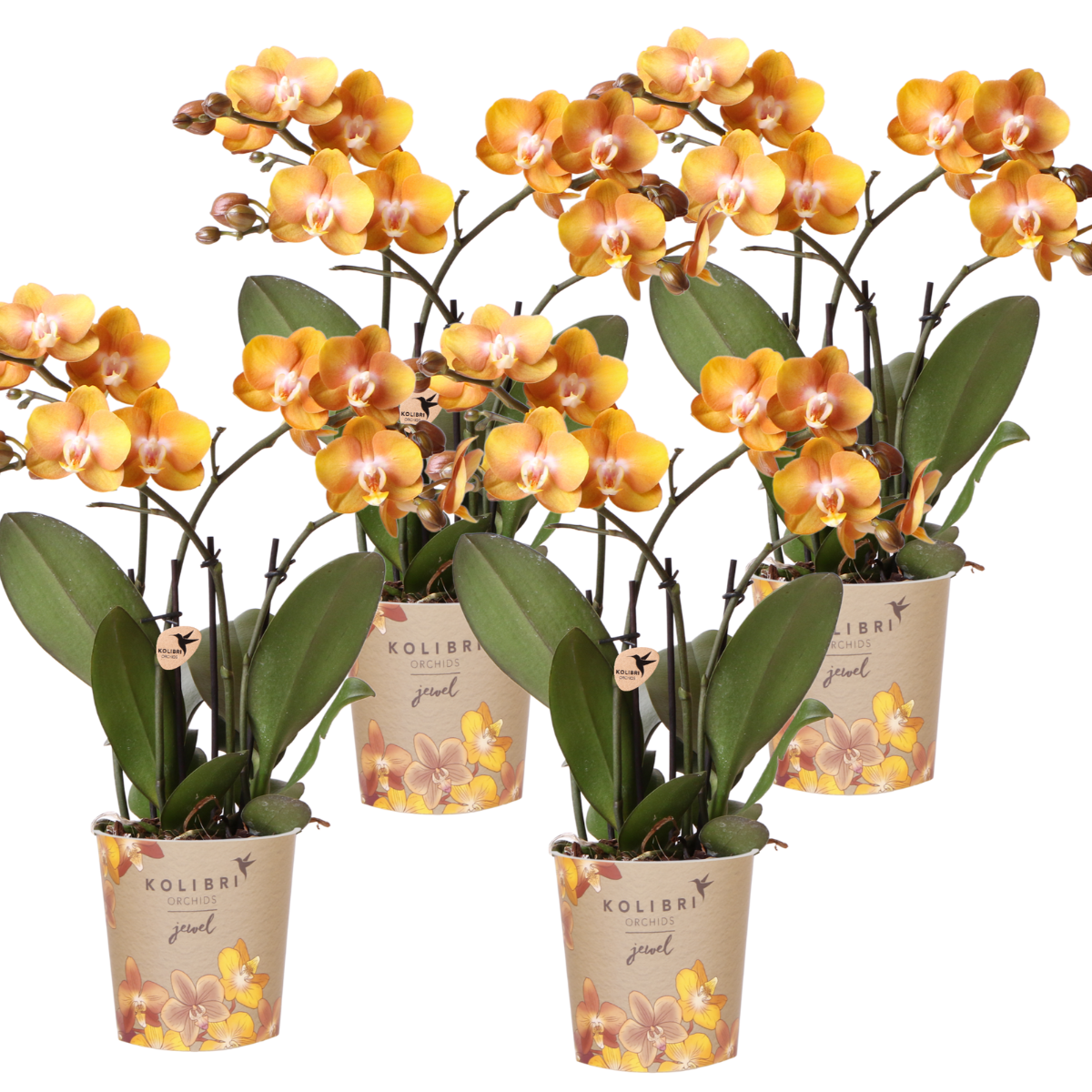 Lot de 4 orchidées Phalaenopsis 'Las Vegas' orange - Pot de 12cm - Plantes d'intérieur - Image 1
