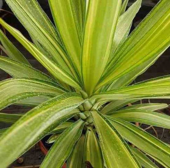 0 - Yucca Elephantipes 'Jewel' (Yucca pied d'éléphant) Pot de 10 litres - 60/80 cm - Image 1