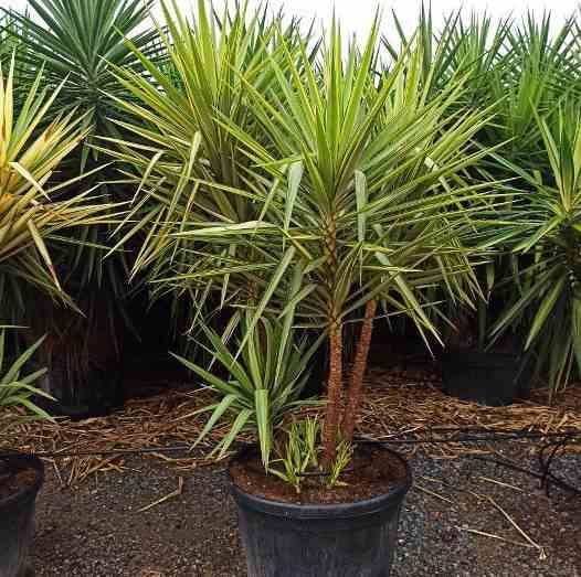 0 - Yucca Elephantipes 'Jewel' (Yucca pied d'éléphant) Pot de 10 litres - 60/80 cm - Image 3