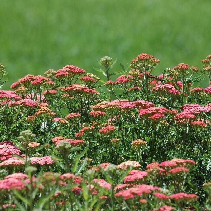 Achillée millefeuille Wesersandstein à fleurs Rose - feuillage Caduc - Godet - 5/20 cm-  hauteur à maturité De 0,50 m à 1,00 m - Imagen 1