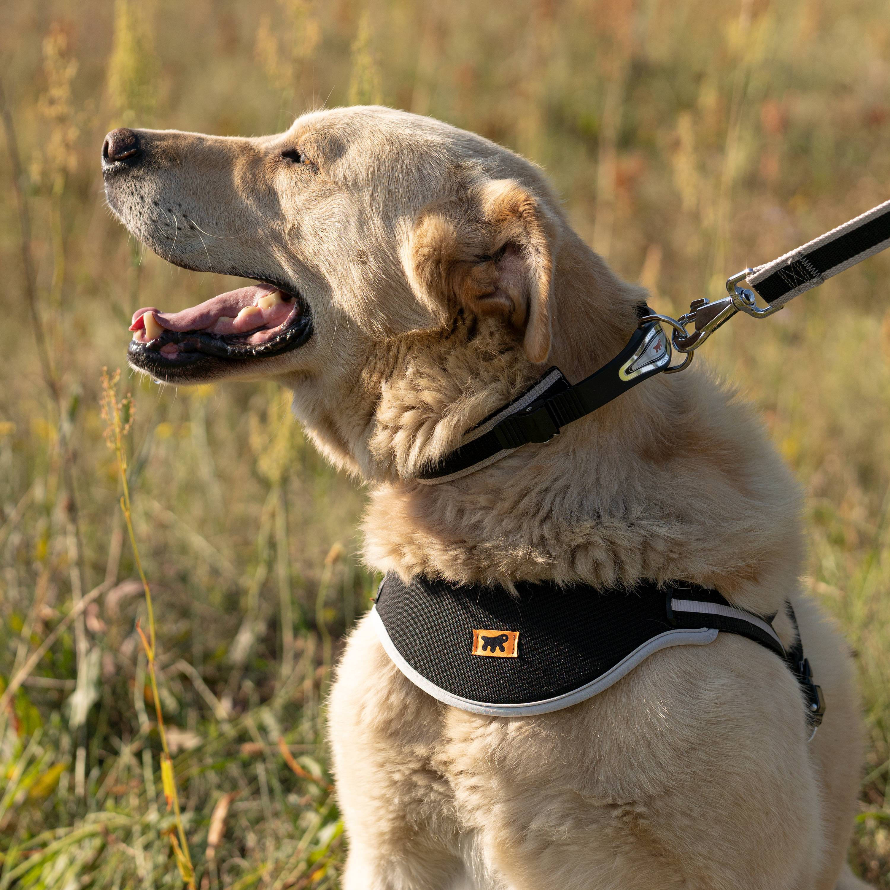 Ferplast - Ferplast Collier Chien ERGOCOMFORT C15/33, Collier pour Chiens de Grande Taille, Fermeture avec Micro-ajustement, Rembourrage Doux, Dégagement Rapide, - Imagen 3
