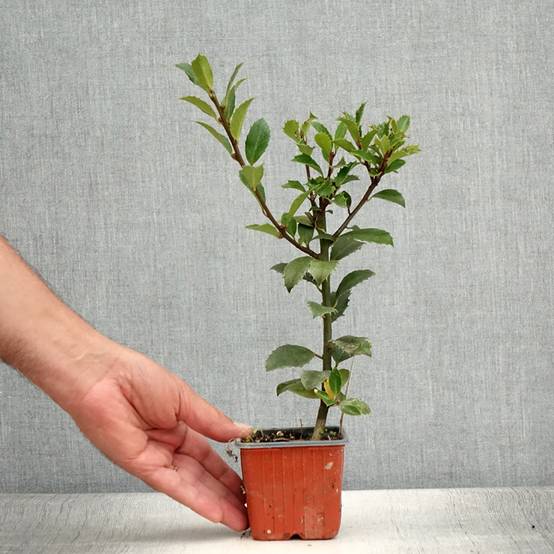 Houx - Ilex x meserveae Heckenpracht Godet de 8/9 cm - Image 2
