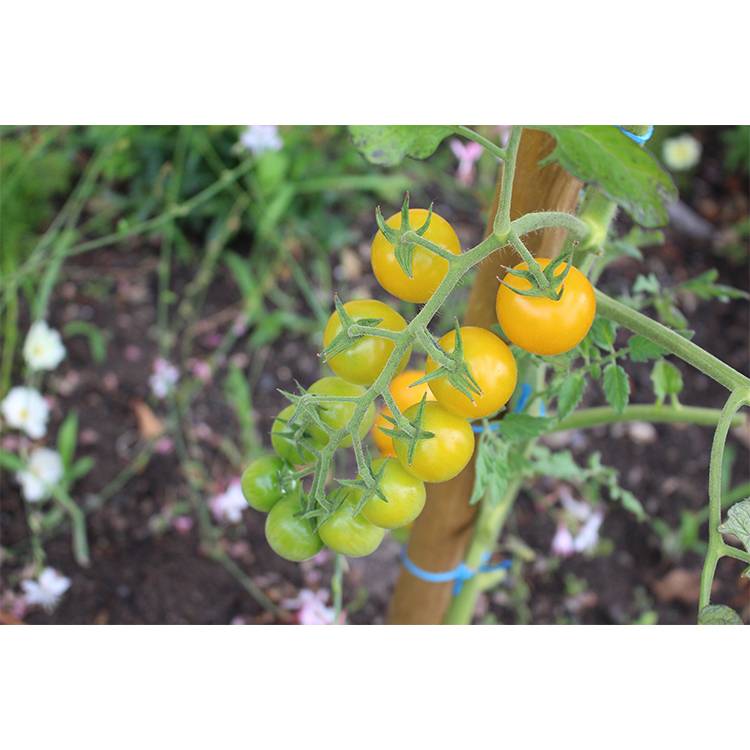 Plant de tomate Cerise Goldwin  pot de 0,5 litre - Image 1