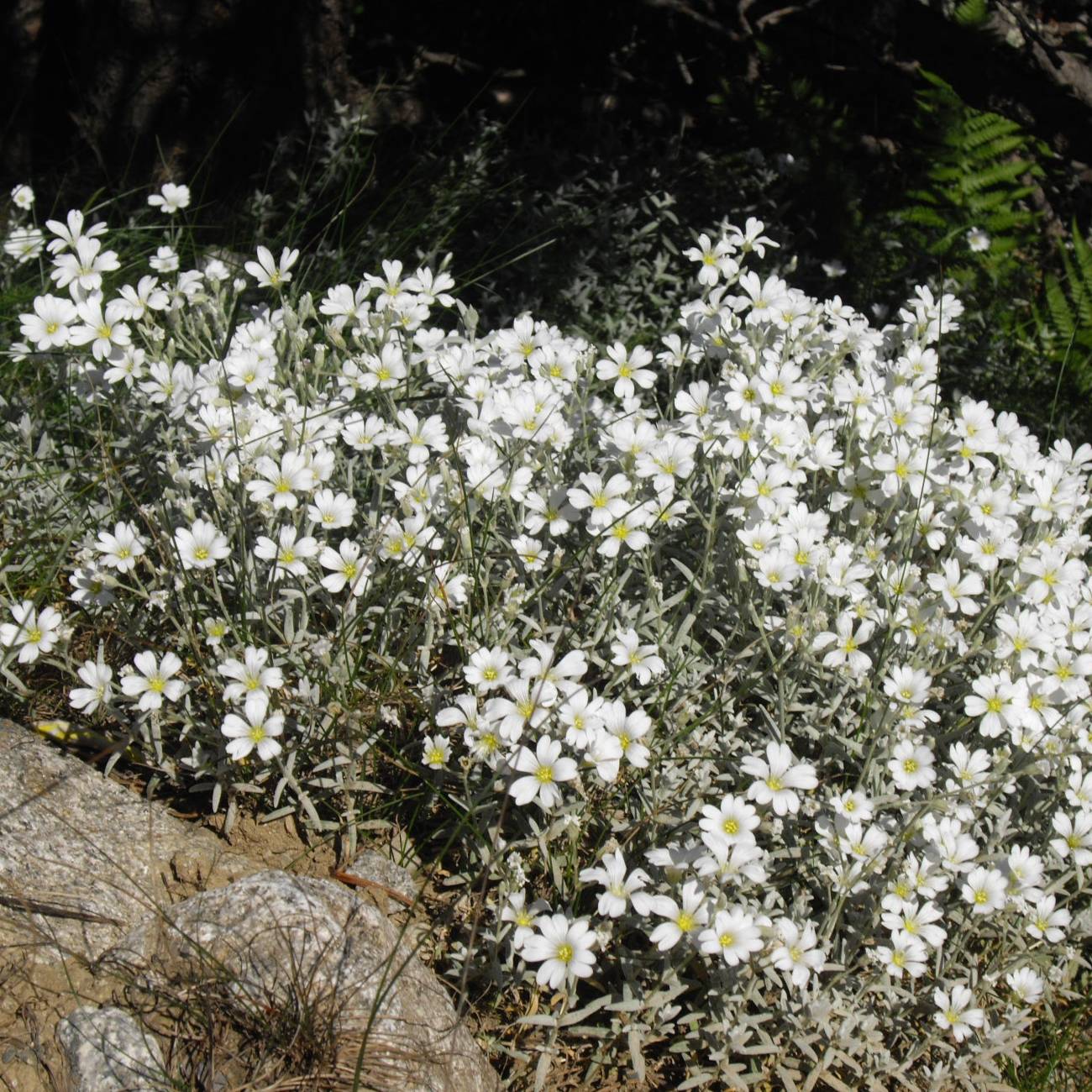 Promesse de Fleurs - Cerastium tomentosum Yo Yo - Oreille de souris Pot de 2L/3L