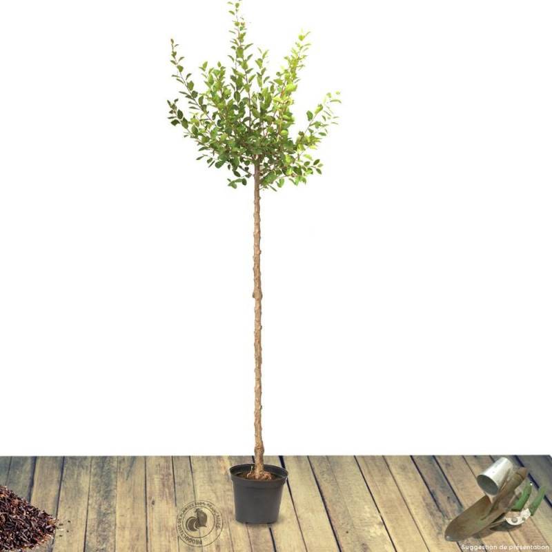 Prunier Royale de Tours - Bon rendement - Pot de 10L - Gobelet 2 ans - 120/150 cm - De 3,00 m à 5,00 m - Imagen 9