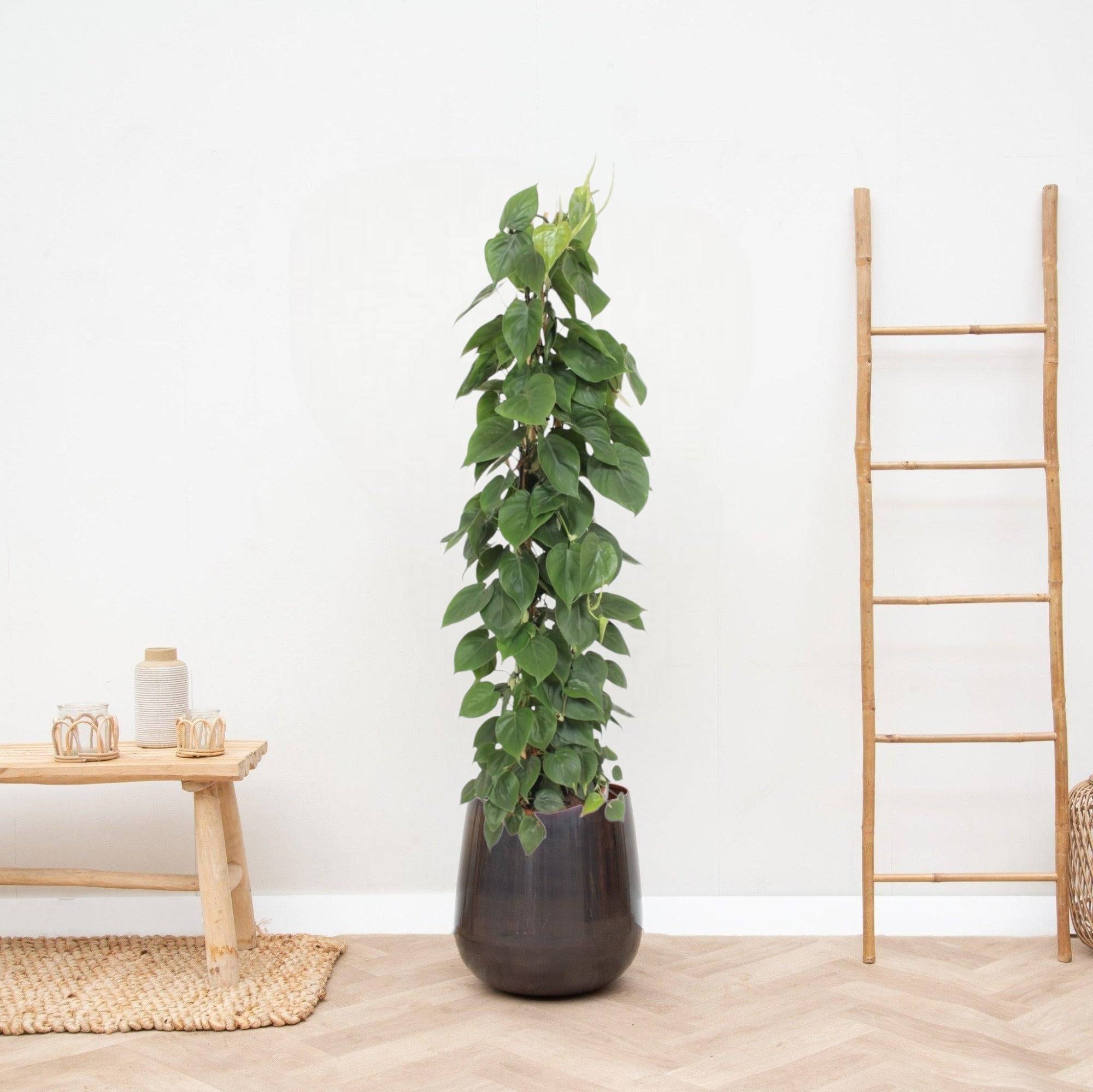 La Green Touch - Philodendron Scandens - D27 H150cm - Imagen 2