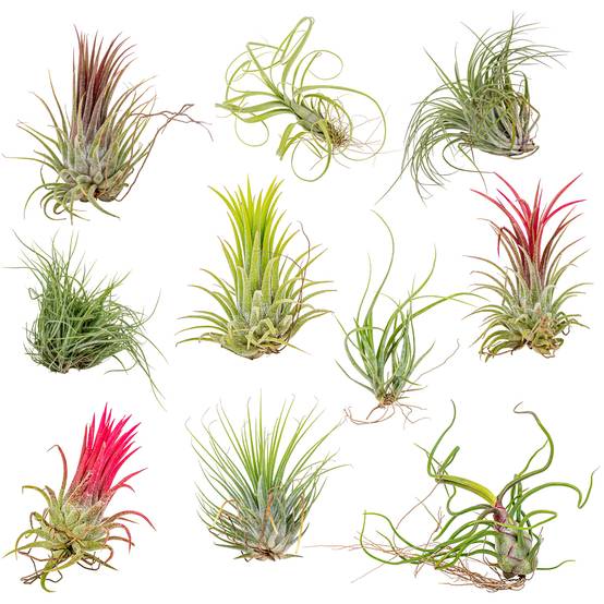 Lot de 10 - Tillandsia - Plantes aériennes - Dépolluantes - Très faciles d’entretien - 5-15 cm - Image 1