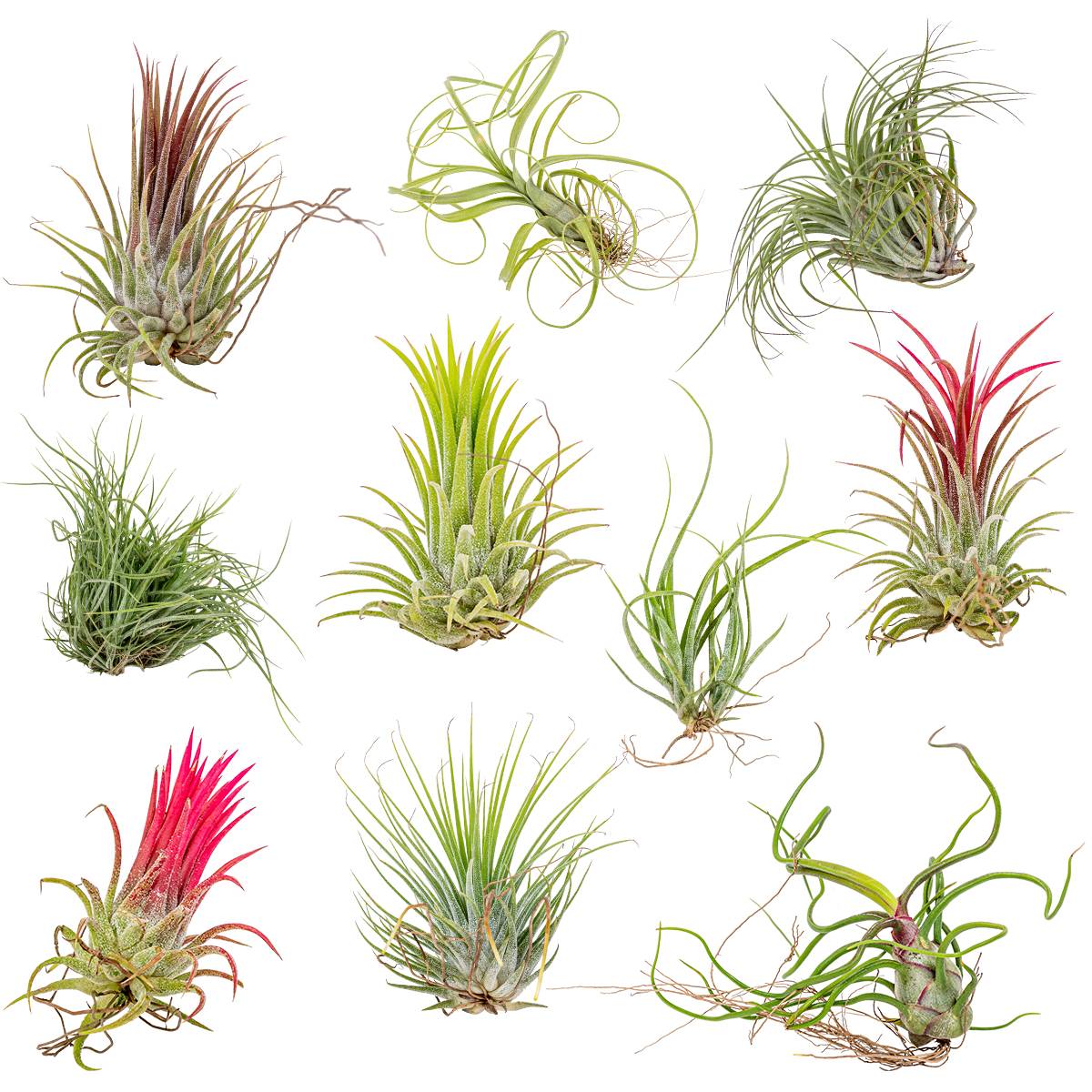 Lot de 10 - Tillandsia - Plantes aériennes - Dépolluantes - Très faciles d’entretien - 5-15 cm - Image 1