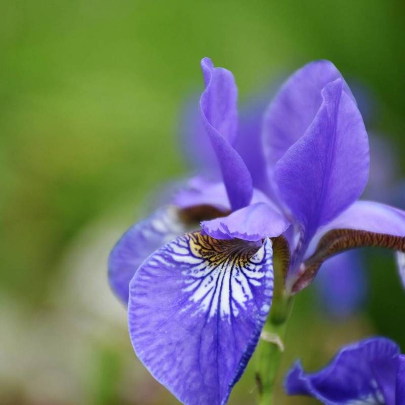 Iris de Sibérie Cool Spring à fleurs Bleue/ - feuillage Caduc - Godet - 5/20 cm - Imagen 2