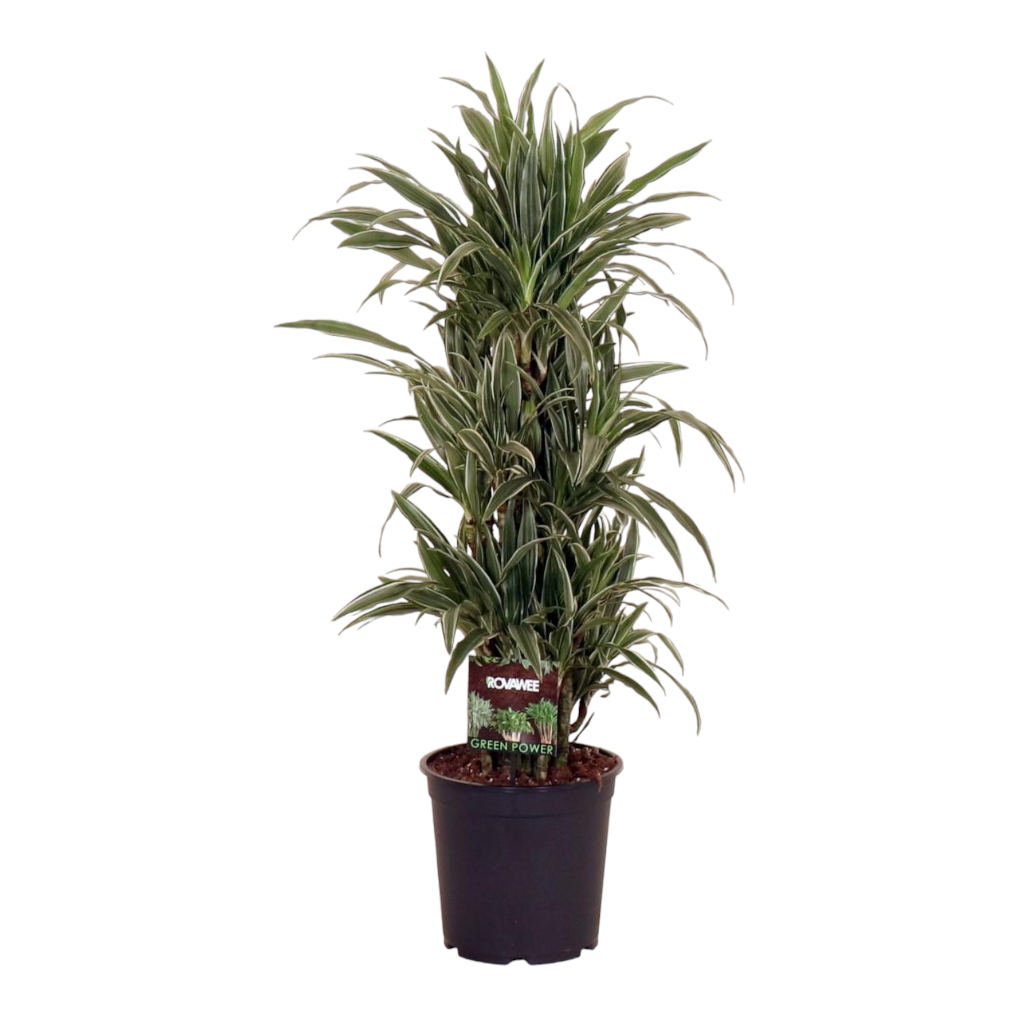La Green Touch - Dracaena 'Warneckei' 110cm - Plante d'intérieur- La Green Touch - Imagen 1