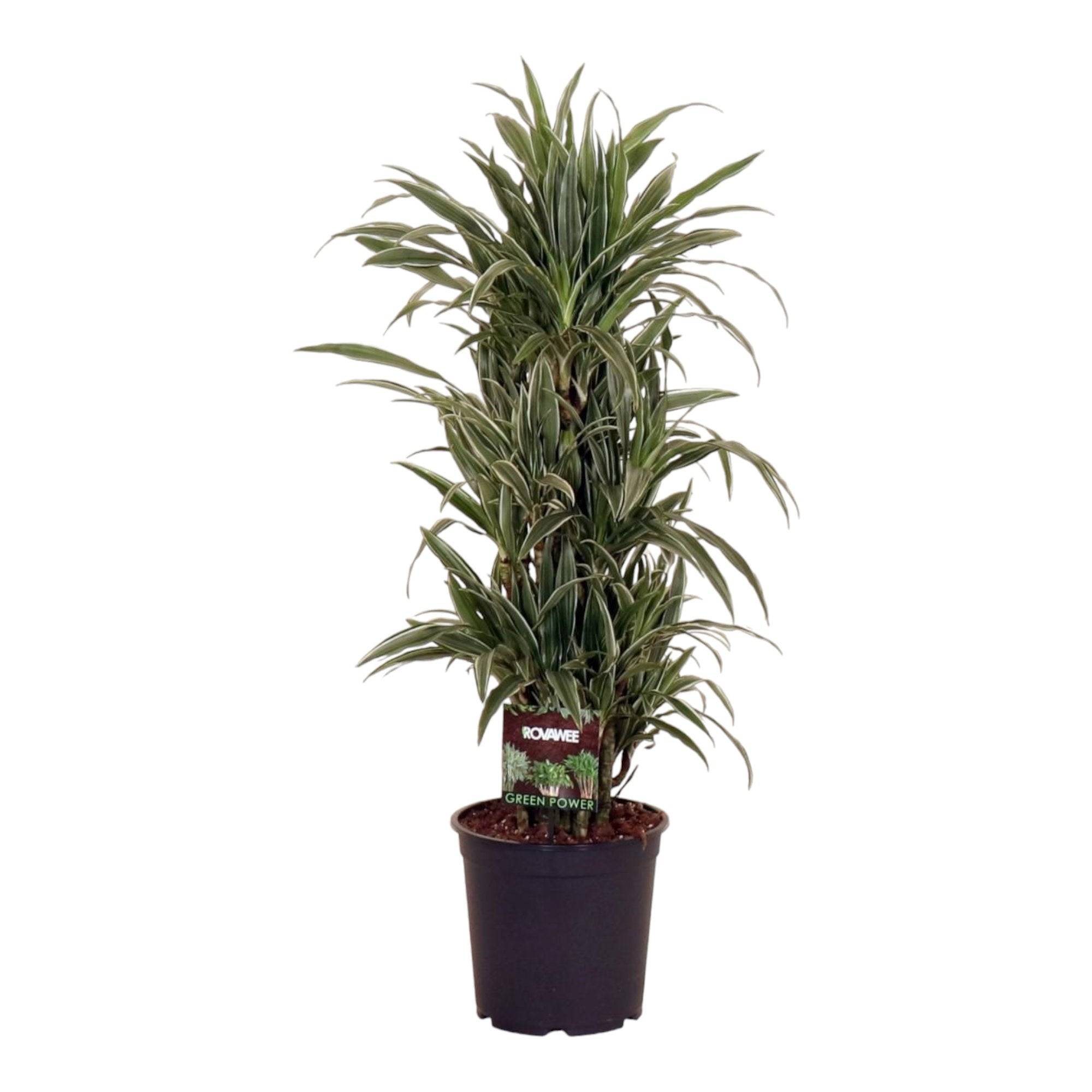 La Green Touch - Dracaena 'Warneckei' 110cm - Plante d'intérieur- La Green Touch - Imagen 2
