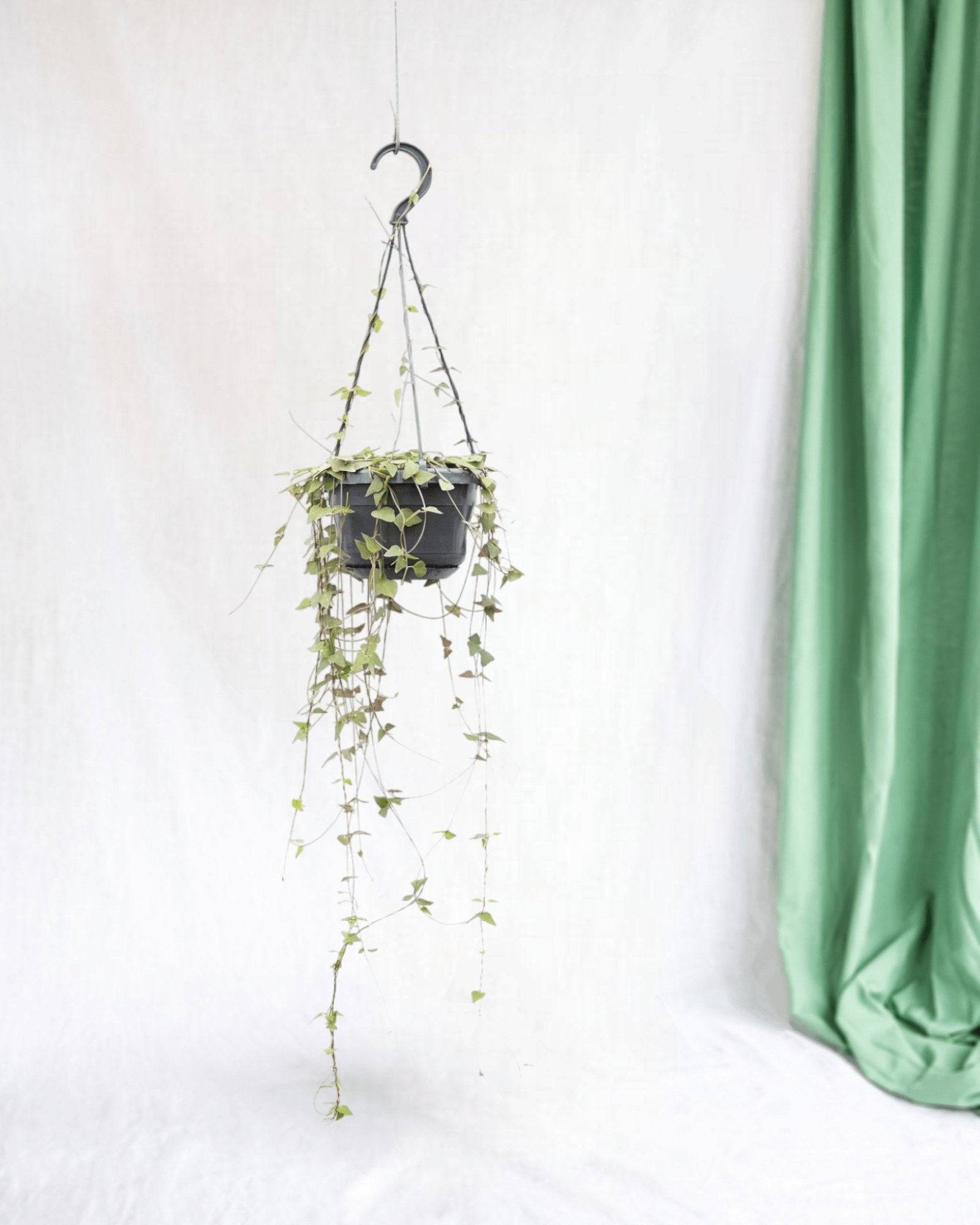 Ceropegia Linearis Remy - D14 H38cm
