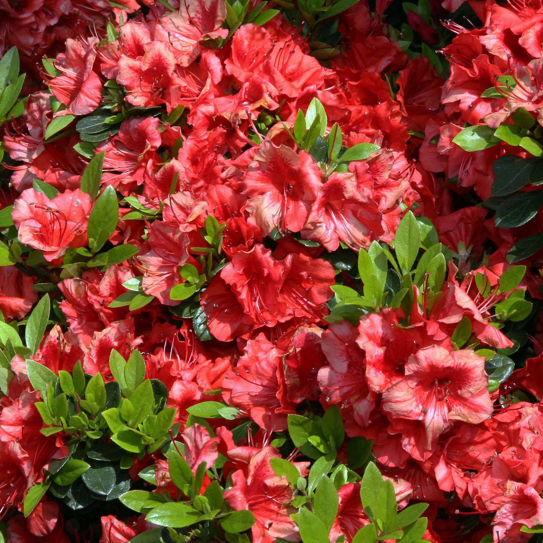 Promesse de Fleurs - Azalée japonaise Girard's Scarlet - Rhododendron hybride Pot de 2L/3L - Image 1