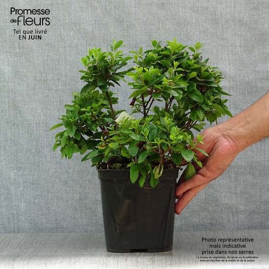 Promesse de Fleurs - Azalée japonaise Girard's Scarlet - Rhododendron hybride Pot de 2L/3L - Image 2