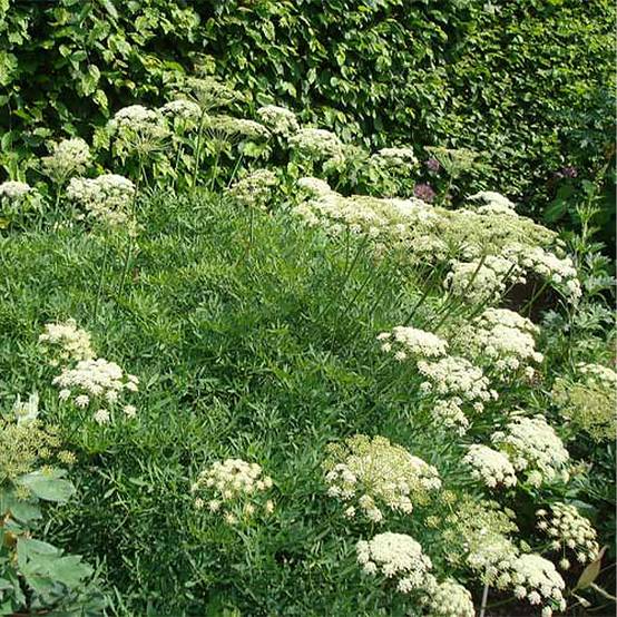 Crithmum maritimum - Crithme maritime ou Criste marine Godet de 8/9 cm