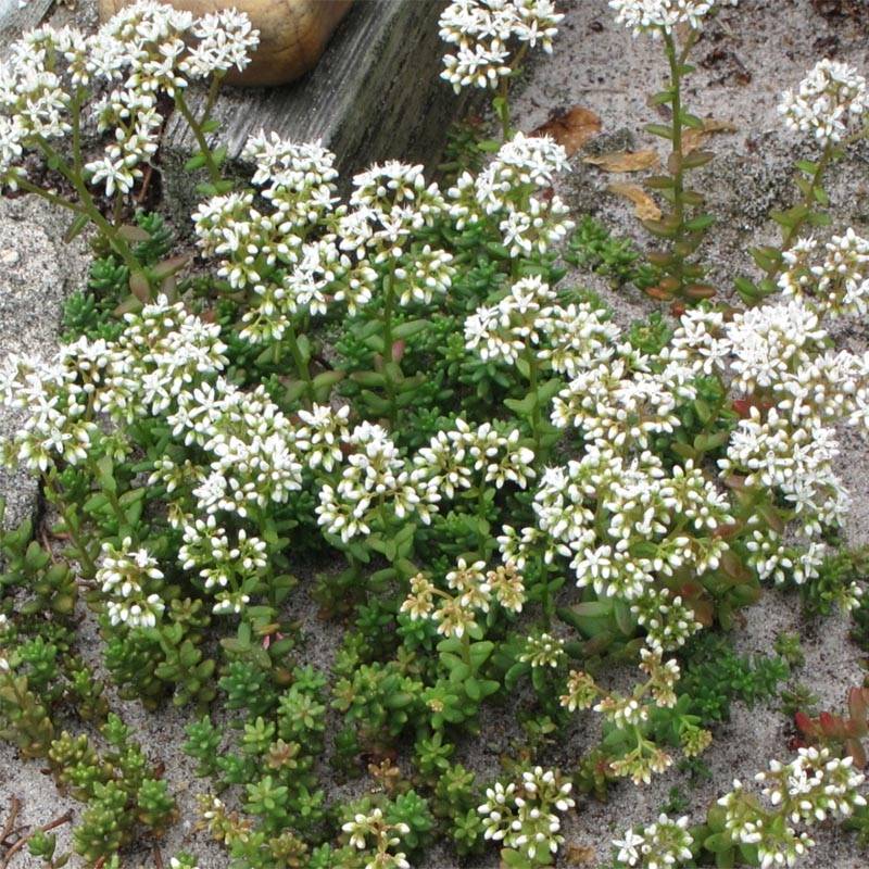 Sedum album Coral Carpet - Orpin blanc Pot de 2L/3L