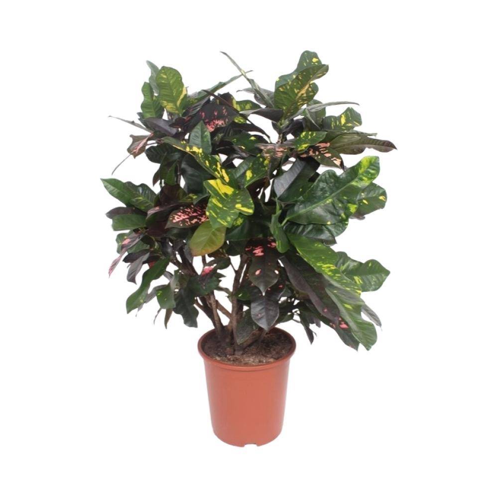La Green Touch - Codiaeum Magnificent 110cm - Plante d'intérieur- La Green Touch