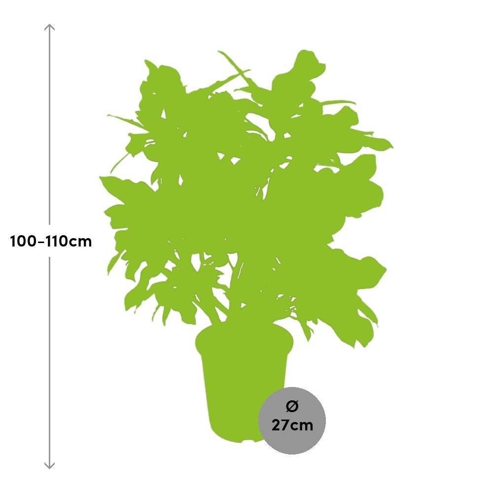 La Green Touch - Codiaeum Magnificent 110cm - Plante d'intérieur- La Green Touch - Image 2