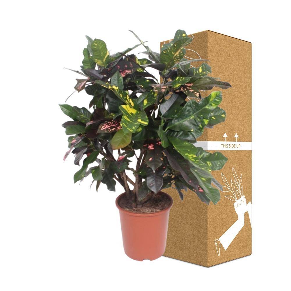 La Green Touch - Codiaeum Magnificent 110cm - Plante d'intérieur- La Green Touch - Image 3