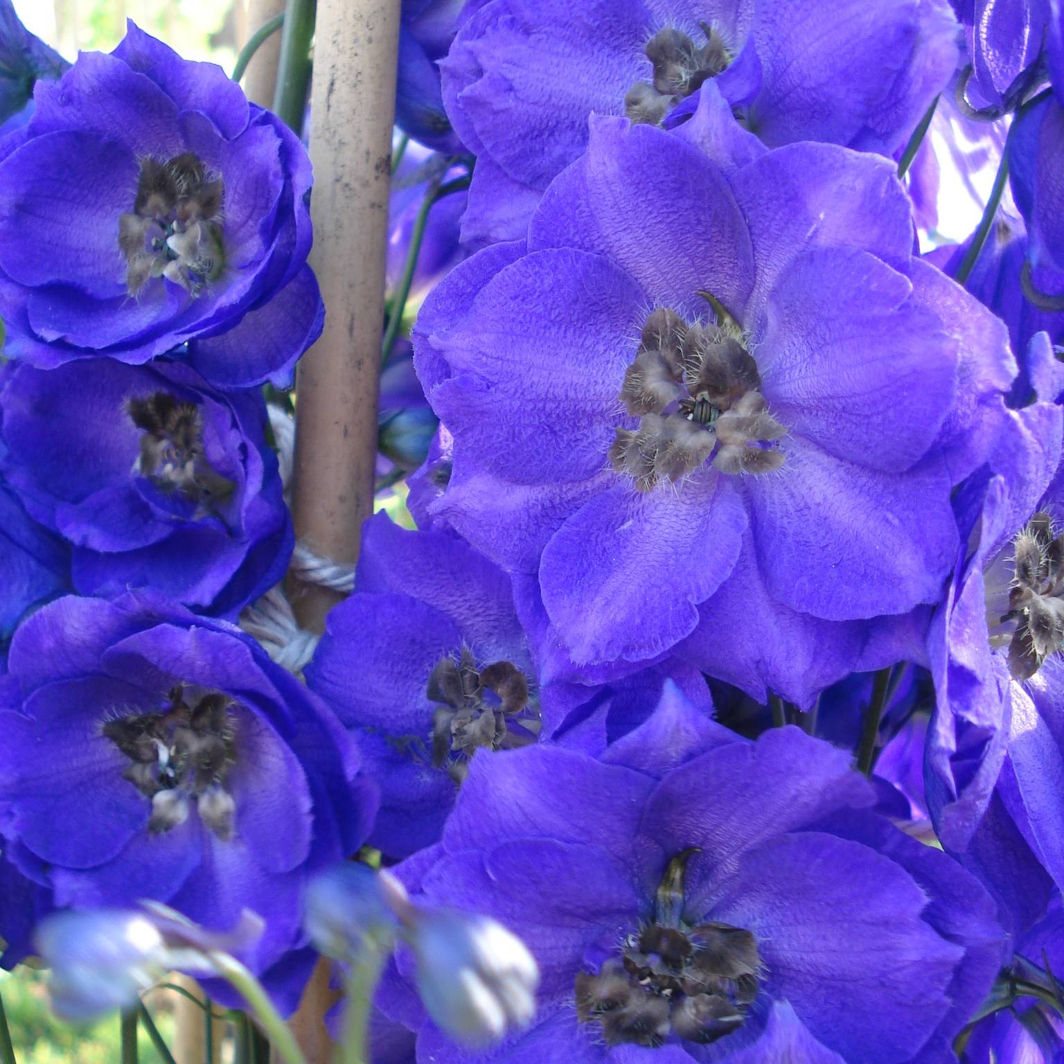Delphinium Pacific Blue Jay - Pied d'Alouette vivace Godet de 7/8 cm