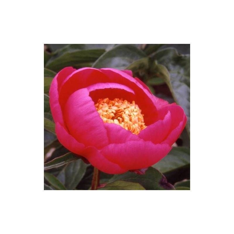 Pivoine herbacée Aztec à fleurs Rose/ - feuillage Caduc - Pot de 2L - 10/20 cm - Imagen 1