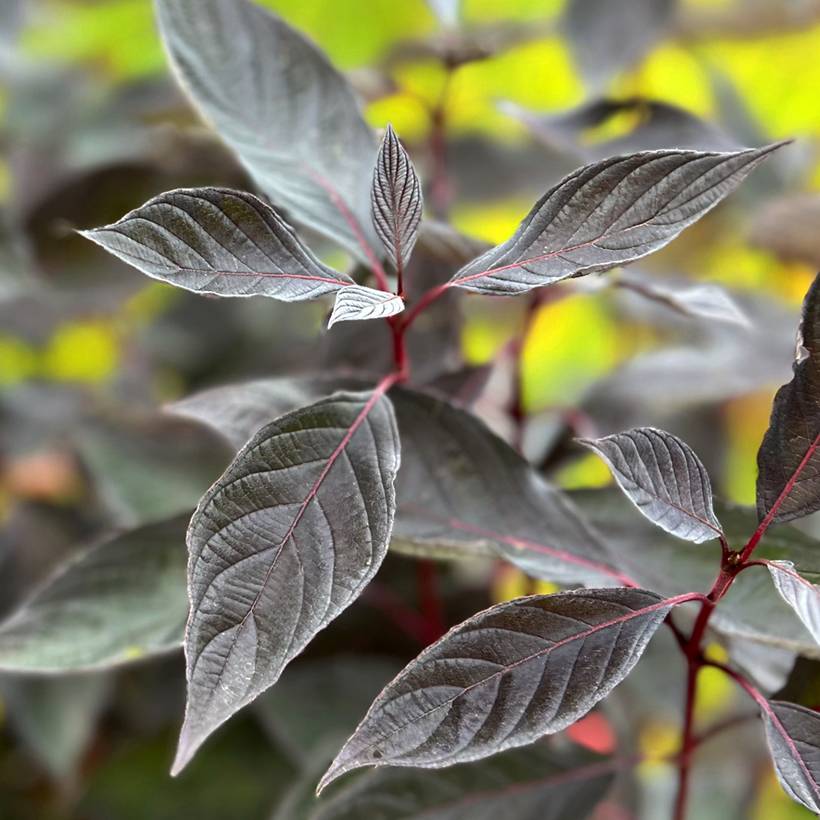 Cornus alba Nightfall - Cornouiller blanc Pot de 12L/15L