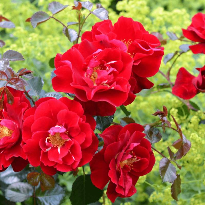 Rosier paysager Decorosier® New Vesuvia® 'Noa 71680' à fleurs Rouge - feuillage Caduc - Pot de 2L - 40/60 cm-  hauteur à maturité De 0,50 m à 1,00 m - Imagen 1