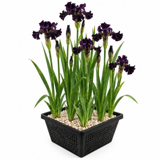 Iris noir - Iris Louisiana - Lot de 4 avec panier - Image 1
