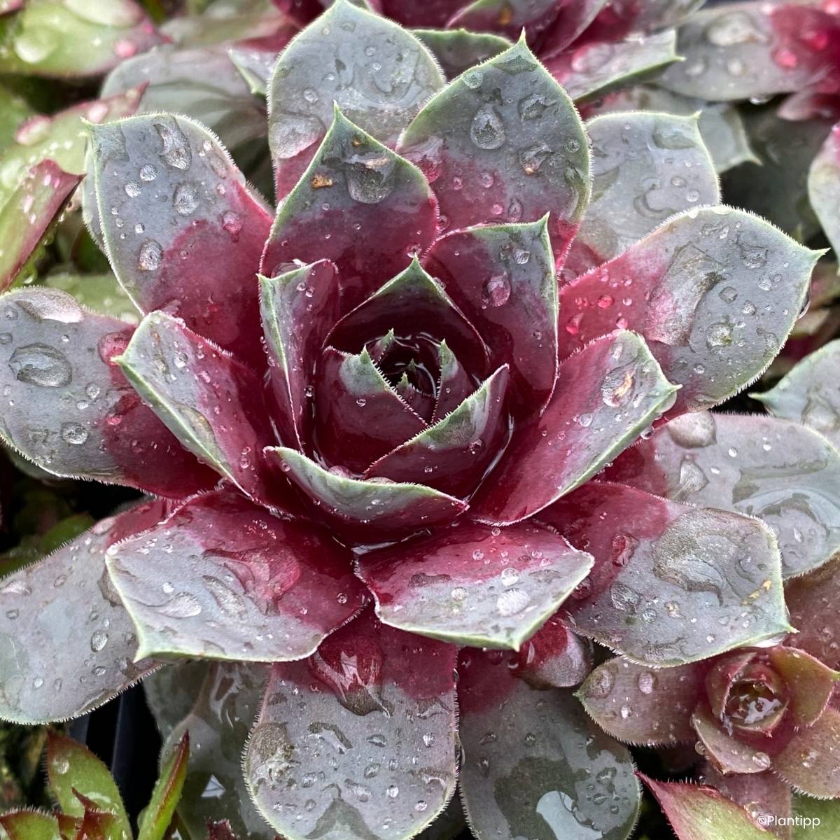 Promesse de Fleurs - Sempervivum Chick Charms Giants Gold Mine - Joubarbe Pot de 1L/1,5L
