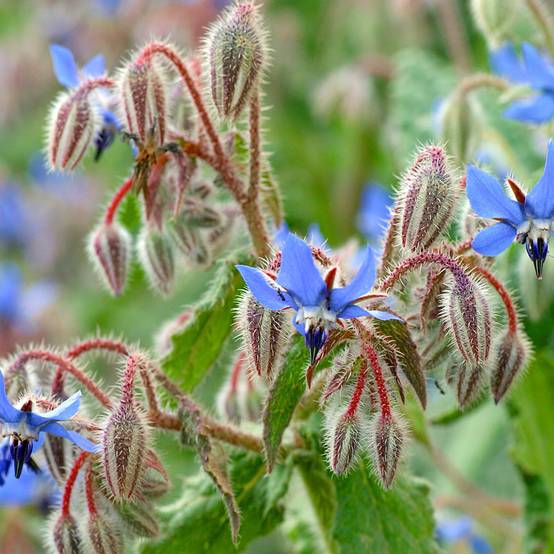 Promesse de Fleurs - Bourrache bleue et blanche le sachet de 90 graines environ (2g)