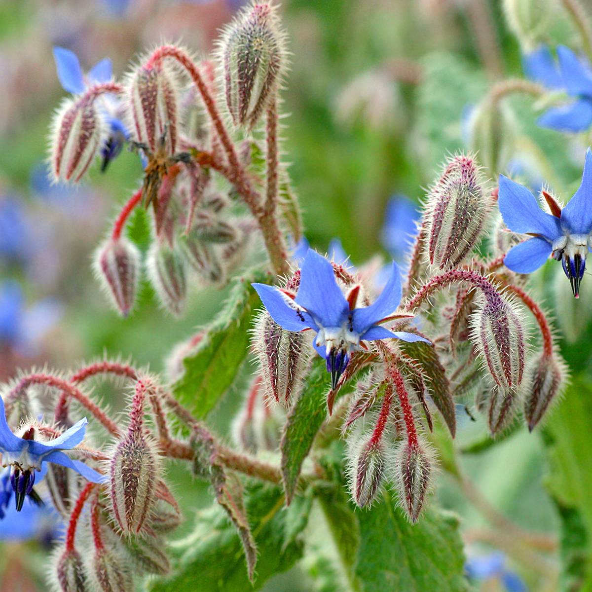 Promesse de Fleurs - Bourrache bleue et blanche le sachet de 90 graines environ (2g)