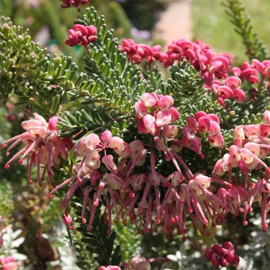 Promesse de Fleurs - Grevillea lanigera Mount Tamboritha Pot de 2L/3L - Image 1