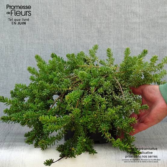 Promesse de Fleurs - Grevillea lanigera Mount Tamboritha Pot de 2L/3L - Image 2