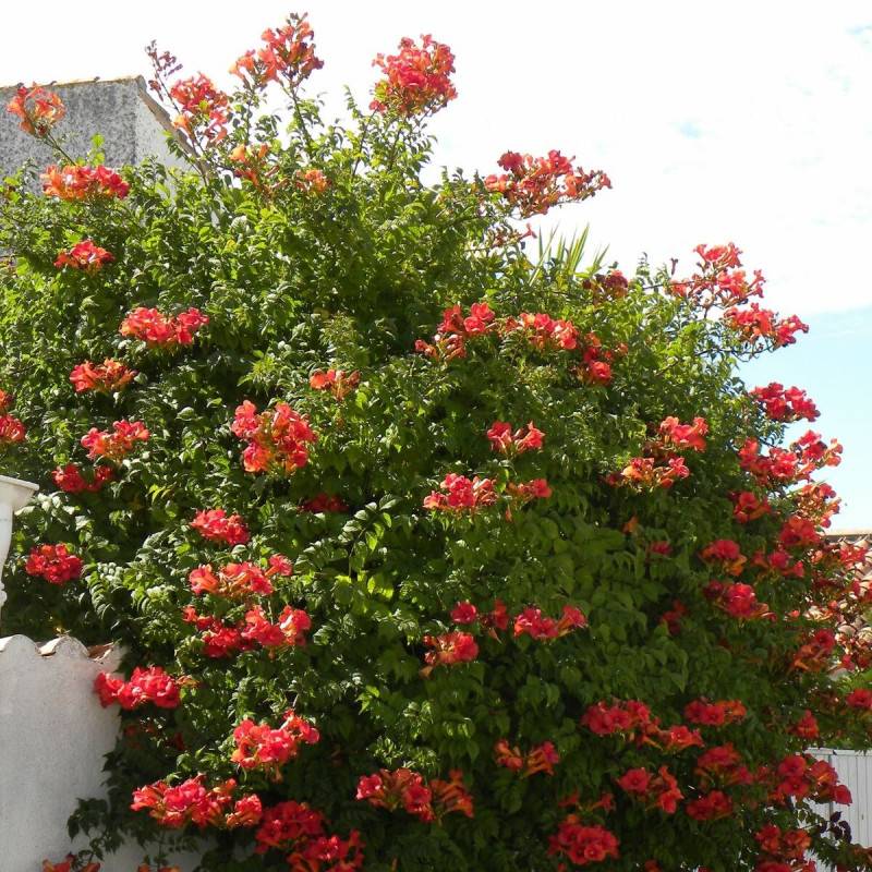 Bignone Madame Galen à fleurs Orange - feuillage Caduc - Pot de 3L - Echelle bambou 60/120 cm-  hauteur à maturité De 5,00 m à 10,00 m - Imagen 9