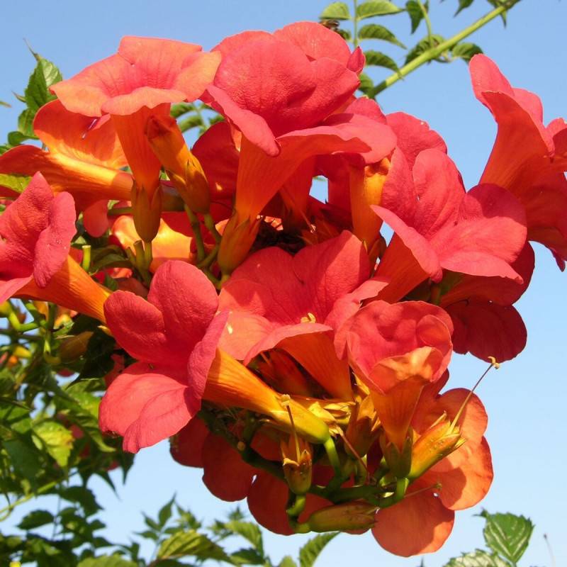 Bignone Madame Galen à fleurs Orange - feuillage Caduc - Pot de 3L - Echelle bambou 60/120 cm-  hauteur à maturité De 5,00 m à 10,00 m - Imagen 1