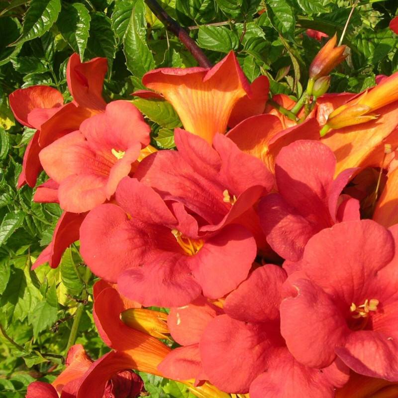 Bignone Madame Galen à fleurs Orange - feuillage Caduc - Pot de 3L - Echelle bambou 60/120 cm-  hauteur à maturité De 5,00 m à 10,00 m - Imagen 6