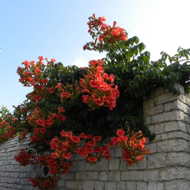 Bignone Madame Galen à fleurs Orange - feuillage Caduc - Pot de 3L - Echelle bambou 60/120 cm-  hauteur à maturité De 5,00 m à 10,00 m - Imagen 7