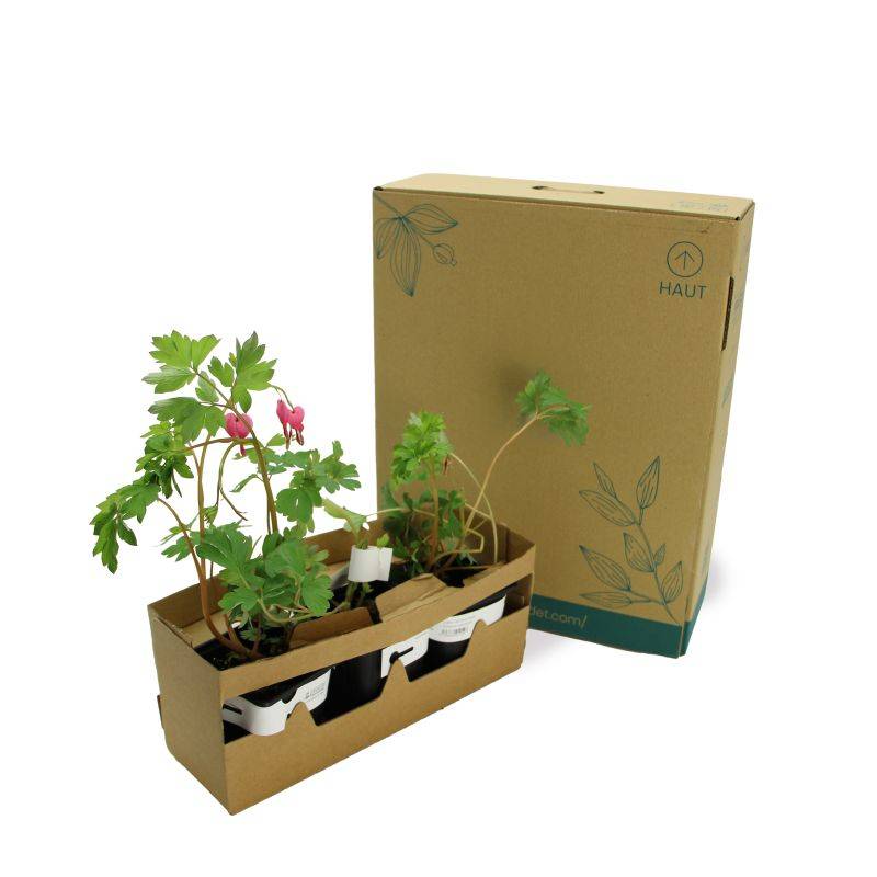 3 Cœurs de Marie Rose (Dicentra Spectabilis) - Lot de 3 vivaces - Pépinières Naudet - Imagen 5