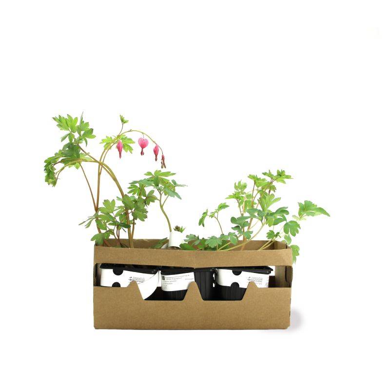 3 Cœurs de Marie Rose (Dicentra Spectabilis) - Lot de 3 vivaces - Pépinières Naudet - Imagen 4