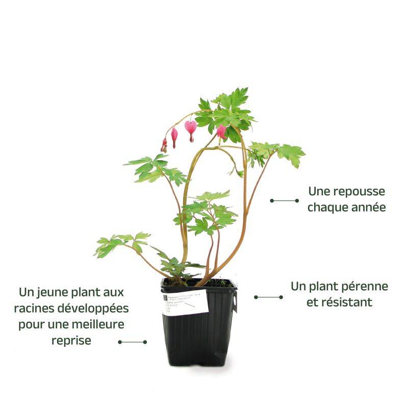 3 Cœurs de Marie Rose (Dicentra Spectabilis) - Lot de 3 vivaces - Pépinières Naudet - Imagen 3