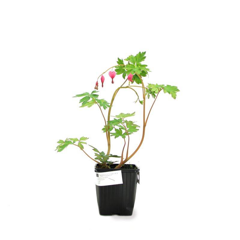 3 Cœurs de Marie Rose (Dicentra Spectabilis) - Lot de 3 vivaces - Pépinières Naudet - Imagen 2