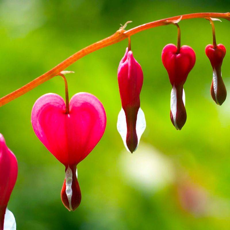 3 Cœurs de Marie Rose (Dicentra Spectabilis) - Lot de 3 vivaces - Pépinières Naudet - Imagen 1
